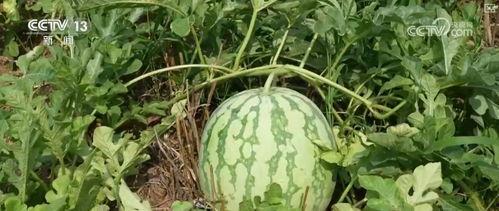 吃瓜技术含量,揭秘吃瓜技术含量背后的奥秘