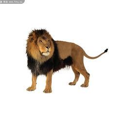 兔子狮子爆料视频,揭秘动物界神秘友谊