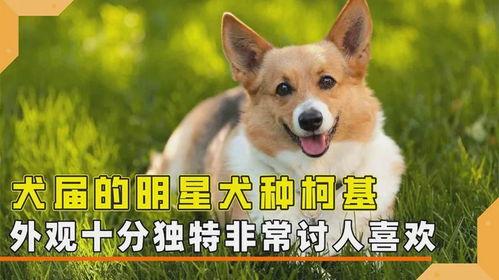 明星狗的品种,揭秘XX品种的独特魅力