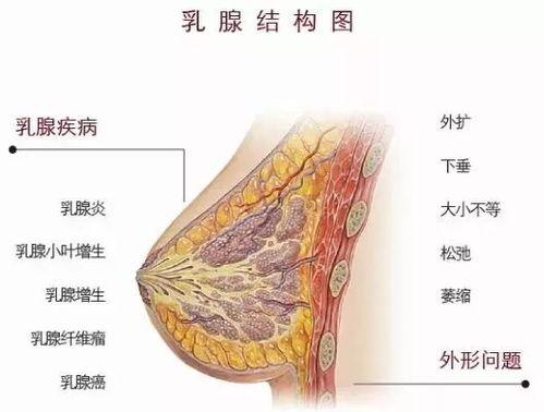 有哪些明星得乳腺增生,揭秘患乳腺增生的明星现状