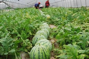 哪个社区可以吃瓜,探寻网络社区中的热点追踪