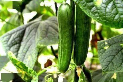 吃牛瓜好不好,营养价值与美味并存的佳肴探索