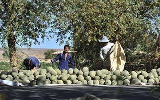 儿童乡间吃瓜照片