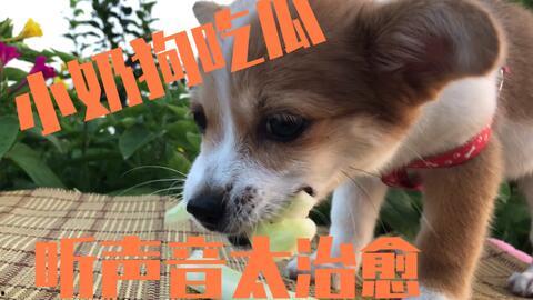 狗狗吃小瓜,揭秘狗狗的独特口味之谜