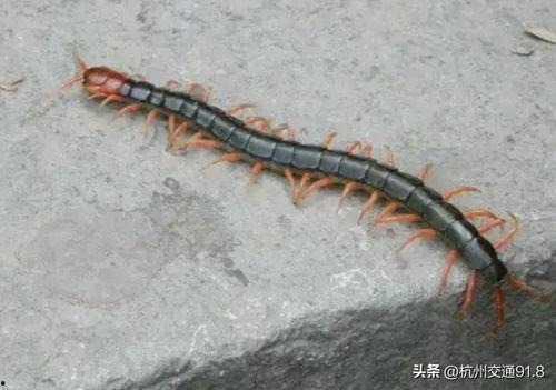 蜈蚣子头条,揭秘蜈蚣子的神奇功效与食用方法