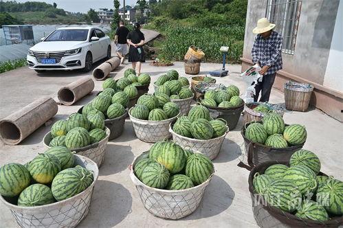 潮州北堤吃瓜事件